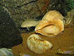 Telmatochromis temporalis "shell"