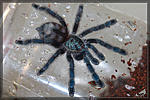 Avicularia Versicolor
