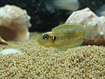 Lamprologus ocellatus "gold"