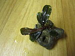 Bucephalandra sp. Kir Royale