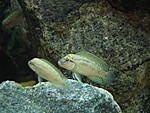 Telmatochromis temporalis "shell"