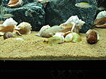 Telmatochromis temporalis "shell"  Lamprologus ocellatus "gold"