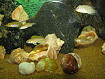 Lamprologus caudopunctatus  Telmatochromis temporalis "shell"