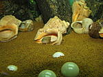 Telmatochromis temporalis "shell"