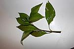 IMG 1839