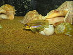 Lamprologus ocellatus "gold"