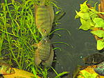 IMG 4684