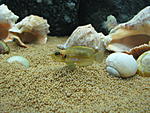 Lamprologus ocellatus "gold"