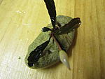 Bucephalandra sp. Tricolor