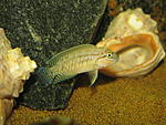 Telmatochromis temporalis "shell"