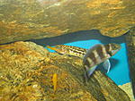 Lepidiolamprologus kendalli (nkambae)  Neolamprologus leleupi