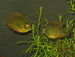 IMG 4688