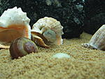 Telmatochromis temporalis "shell"