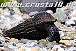 tylomelania towutensis