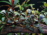Bucephalandra sp. Lanjak Entimau(Aquaritet)