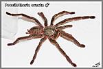  Poecilotheria ornata