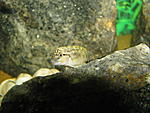Telmatochromis temporalis "shell"