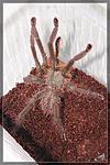  Poecilotheria ornata.