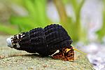 dwarf lava snail