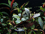 Bucephalandra sp. Brownie Helena