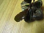 Bucephalandra sp. Kir Royale