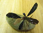 Bucephalandra sp. Tricolor