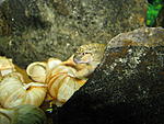 Telmatochromis temporalis "shell"