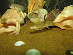 Lamprologus caudopunctatus