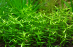 Gratiola aurea