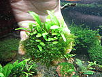   (Microsorum pteropus) 
C    (Fissidens fontanus) 
   
40 .