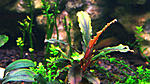 Bucephalandra "Dark Narcissus"