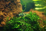 - Brachygobius xanthozona2