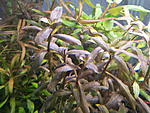 Hygrophila bold