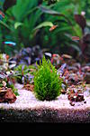 Flame moss