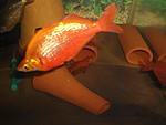 DSC05677