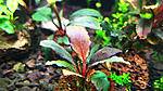 bucephalandra sp. T-4