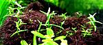 gratiola