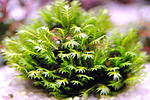 Fissidens Nobilis