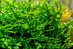 BubleMoss