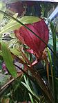 WP 20120903 011