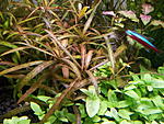 Hygrophila Tiger.