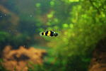 - Brachygobius xanthozona1