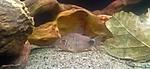 Corydoras caudimaculatus