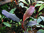 Bucephalandra sp. Batang Lemanak 16.01.14