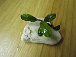 Bucephalandra sp. Apple leaf, Malinau