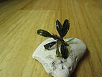 Bucephalandra sp. Blue Bell