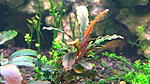 Bucephalandra "Dark Narcissus"