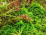Rotala Goias