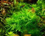 Pogostemon Thin Dudu Heidelberg