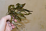 Cryptocoryne wendtii "Brown"